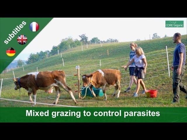 Alternating grazing to control parasites in young cattle