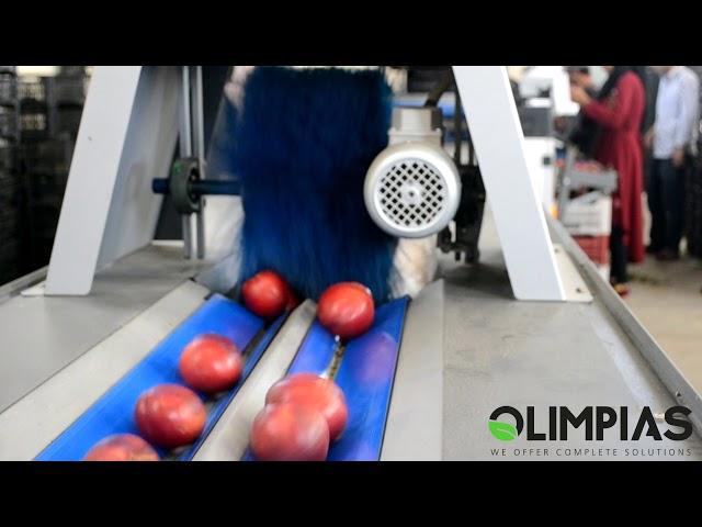 OLIMPIAS S.A. | Sorting and grading line for nectarines and peaches.