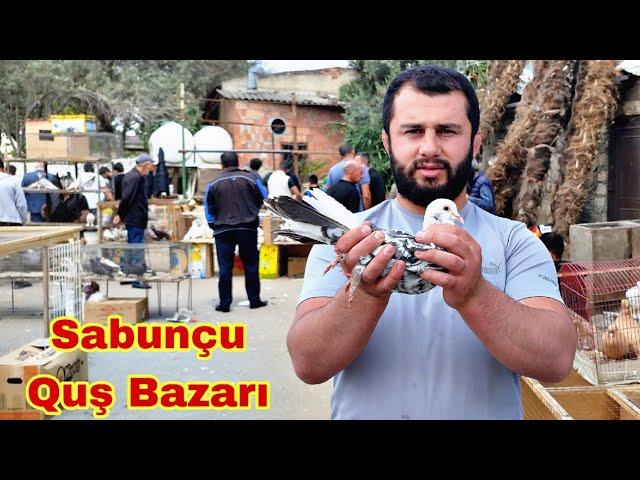 Sabunçu Quş Bazarı 2024 @elixezer2