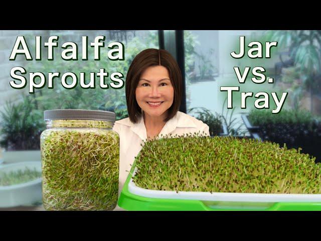 How to Grow Alfalfa Sprouts - Jar vs. Tray - Easy Method 发苜蓿芽