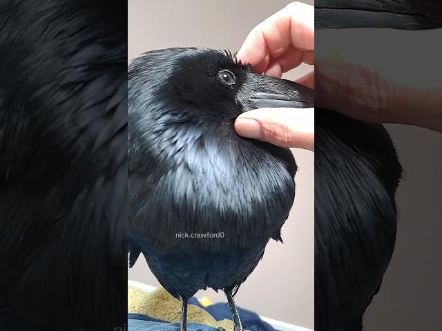 Relaxed Ragnar raven giving a lesson on individuality. #crow