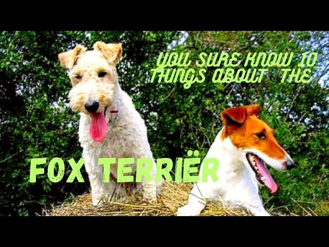 You sure know Ten things about the Fox Terriër