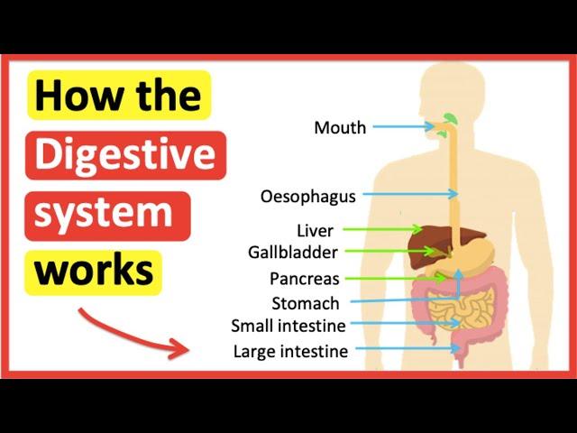 How the digestive system works  | The process of digestion