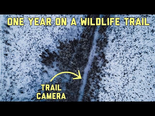 We Left a Camera on a Trail in the Woods FOR A YEAR Heres what happened! (Trail Camera)