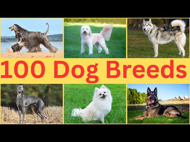 Are You Ready for a New Best Friend? Learn About All Dog Breeds Now