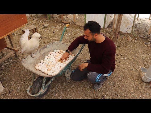 FOLLUKLARDAN 10 GÜN YUMURTA TOPLAMADIM ! BİR EL ARABASI BİRİKMİŞ