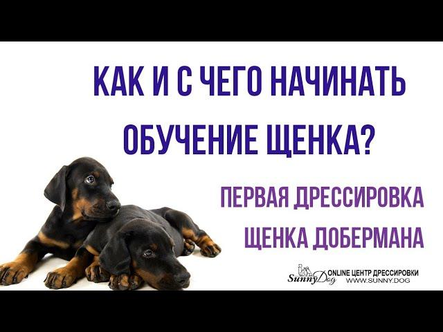 Как и с чего начинать обучение щенка? Первая дрессировка щенка добермана в домашних условиях