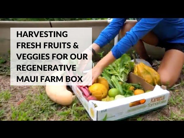 Harvesting Fresh Fruits and Veggies for our Regenerative Maui Farm Box