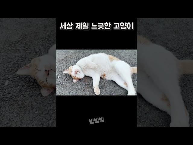 평화롭다냥~근심없다냥~#짜루#치즈냥#길바닥눕방