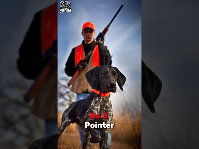 Top 3 Best Hunting Dogs in the World