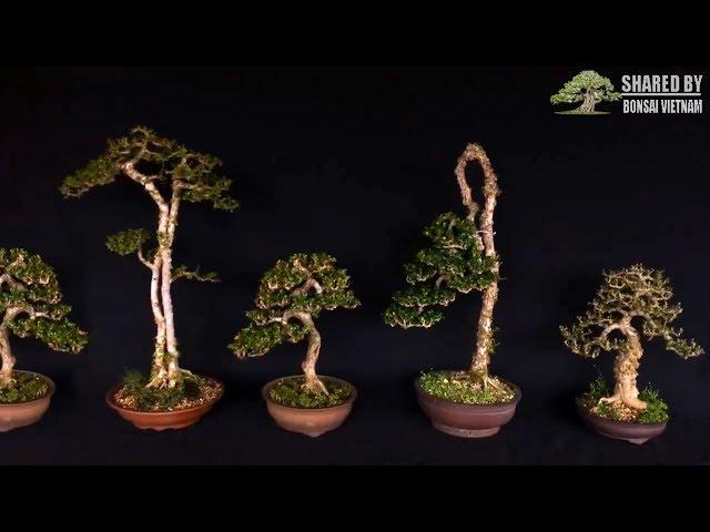 Tổng hợp bonsai của nghệ nhân trẻ Sài Gòn