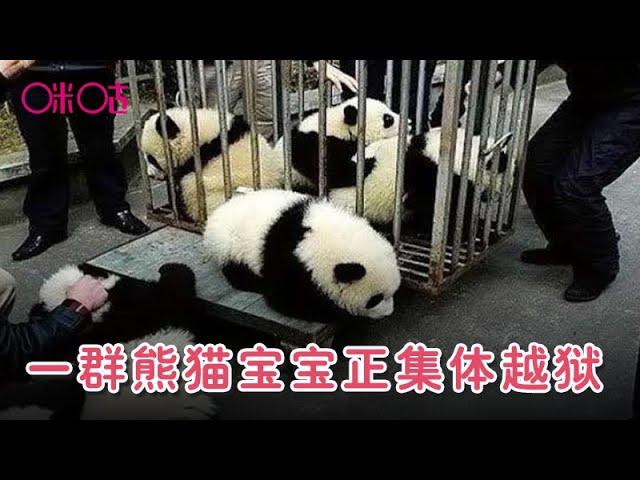 一群熊猫宝宝正集体越狱，眼看就要成功了，忽然谁大吼了一声 The baby pandas want to get out.