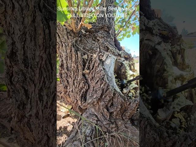 Sunsites Library Killer Bee Invasion #honeybee #invasivespecies #killerbeeguy #killerbee