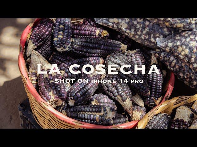 Visite el MERCADO ORGÁNICO "LA COSECHA" en OAXACA  | 4K