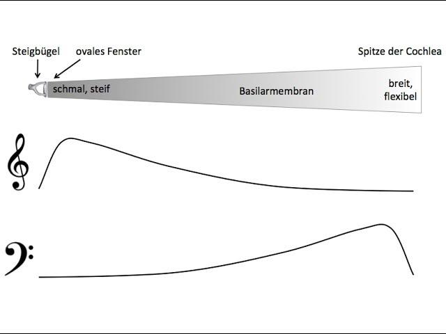 Tonhöhenwahrnehmung