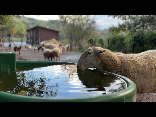 Una mañana lluviosa en Fundación Santuario Gaia