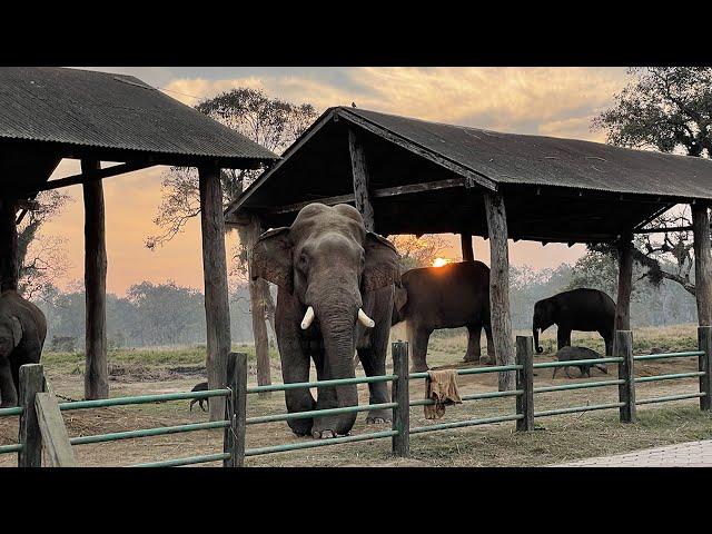 रोनाल्डो, जसले ध्रुवेसँग राख्छ प्रतिस्पर्धी साइनो || Elephant in Chitwan ||