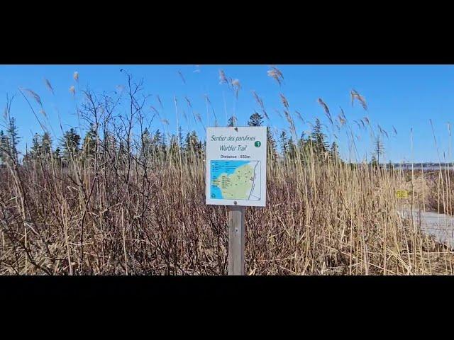 Random videos.  Spring Sounds at the Marsh.