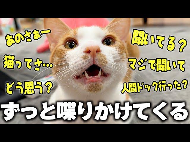 My kitten thinks he can speak human language and keeps talking to me.