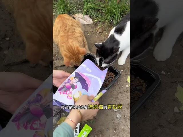 为关爱流浪猫 添加一份力量 从开始救助流浪猫到现在 家里救来的20多只流浪猫的主粮就是喵铮铮的简爱流浪猫粮 品质好 性价比超高！真的值得推荐给常年投喂流浪猫的爱心人士们！我和流浪猫的故事 流浪猫猫粮