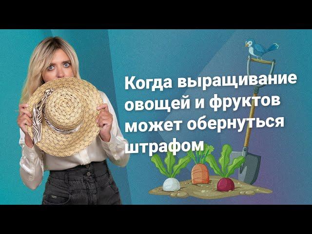 Как выращивание овощей и фруктов может обернуться штрафом?