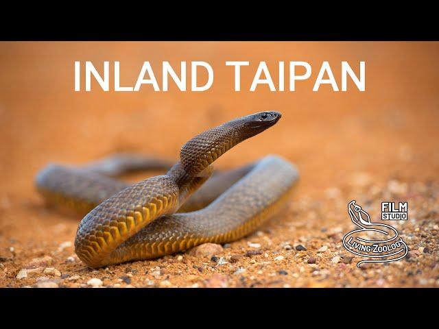 Inland taipan (Fierce snake) - the most venomous snake in the world!