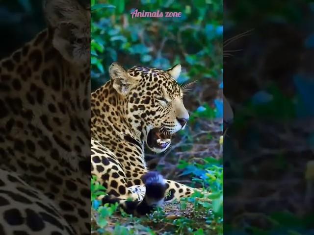 Animals zone short video with Beautiful animals #shortvideo #animals #music #animalswithcameras