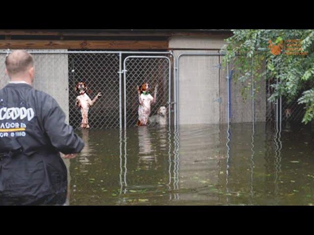 Dogs Trapped After Valencia Floods Need Rescuing NOW! Now Community Helps Rescue #Valencia