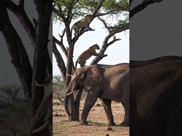Wait for me, fall and break this egg, baby. #leopard #elephant #africa #wildanimals
