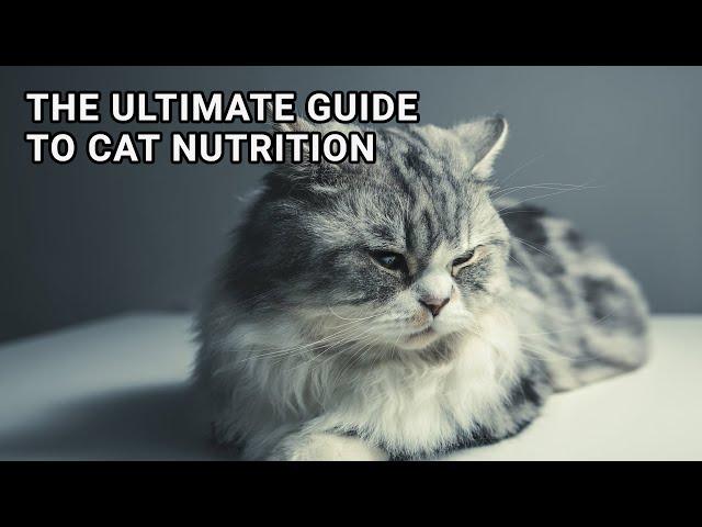 The Ultimate Guide to Cat Nutrition