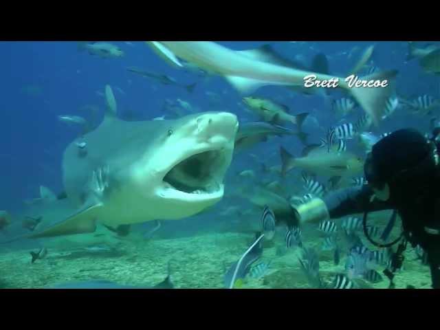 Fiji shark diving with Aqua-trek at Pacific Harbour.