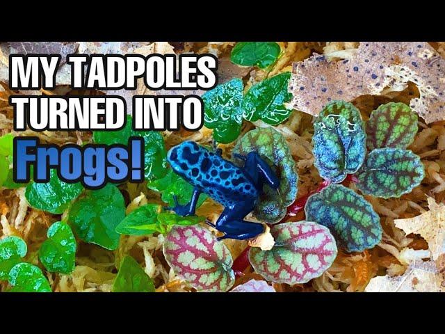 UNBELIEVABLE! FROM TADPOLES TO FROGS (Dendrobates tinctorius)