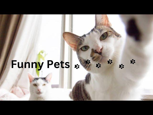 Funniest Animals 2023 Best Funny Cats and Dogs | Petopia TV