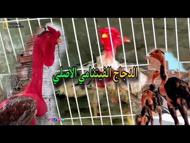 مقارنه ما بين الدجاج الفيتنامي والحجازي والهندي ايهما افضل  Zeina chicken