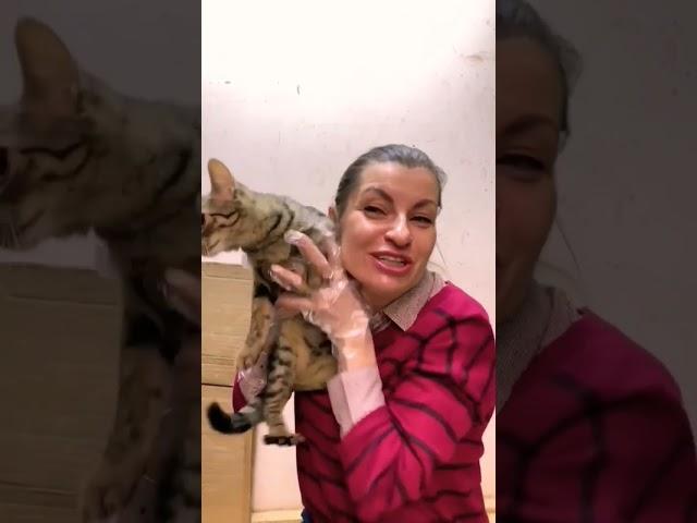 Глазки -блюдца и милейшее пузцо- это Ювента, спасённая из подвала #муркоша "#приютмуркоша