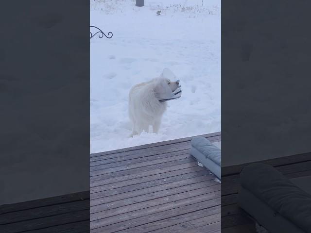 I have the most well trained Great Pyrenees ever!  #greatpyrenees