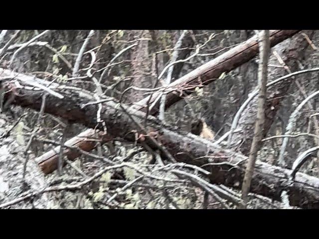 Real Bigfoot May 3rd 2023 Alberta Canada