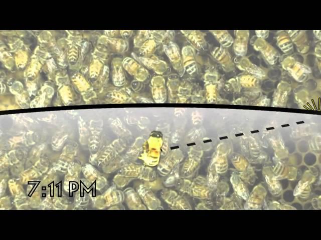 The Waggle Dance of the Honeybee