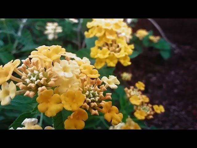 RELAXATION MUSIC FOR SLEEPING - WITH THE PEACEFUL SOUNDS OF A PIANO