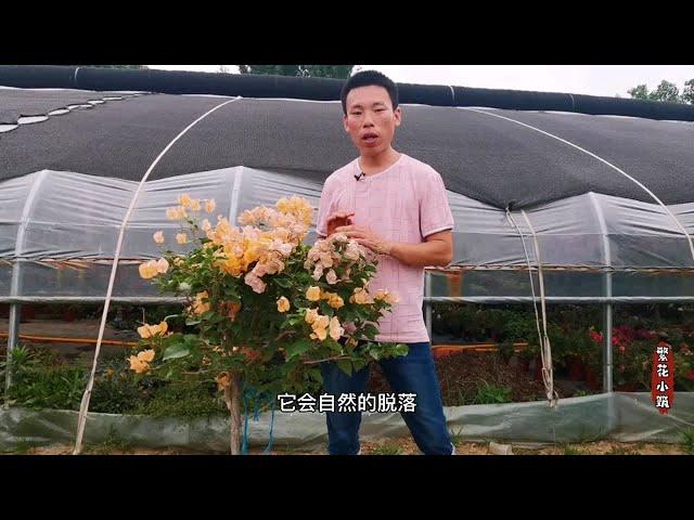 三角梅落花有哪几种原因，如何避免落花的现象，养护环境是关键