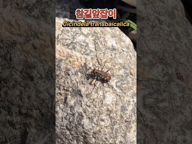 우리의 길을 자꾸 가로막는 길앞잡이 종류중에 “참길앞잡이” 보셨나요? 정말 다리가 빠릅니다. #다살이 #dasari #참길앞잡이