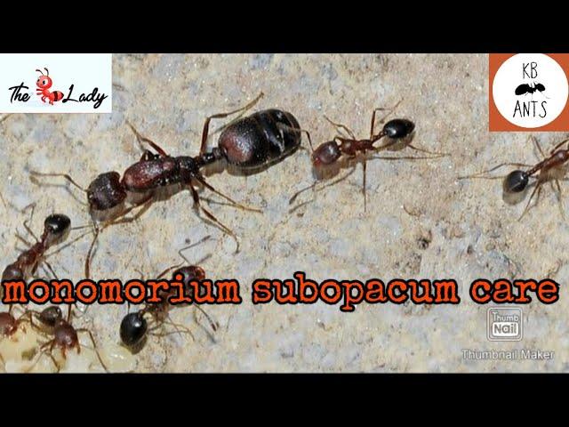 Monomorium Subopacum Care