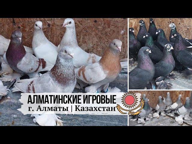 Алматинская летно-игровая порода голубей. Голуби Ержана, Казахстан, г. Алматы. Pigeons of Kazakhstan