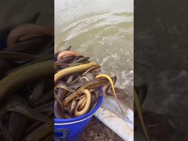 Catching Eel in the Rice Field of the Rural Chinese  Eel Fishing 13