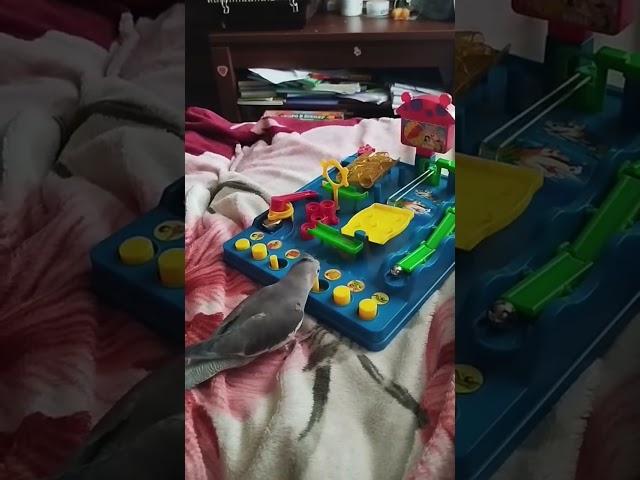 перчик играет в игру