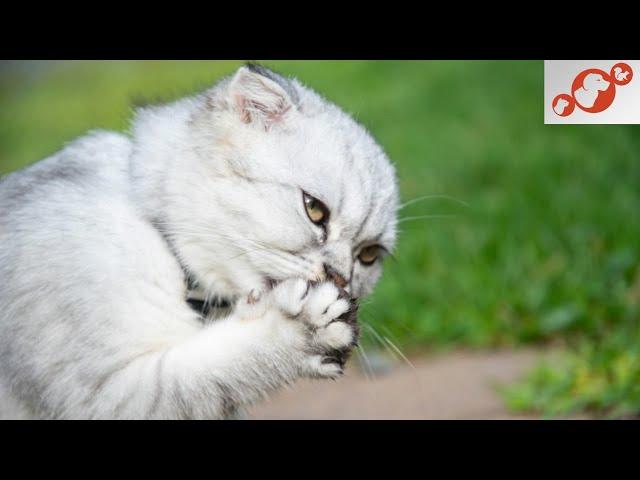  Why Do Cats Lick Themselves? When Cat Grooming Becomes a Serious Problem!