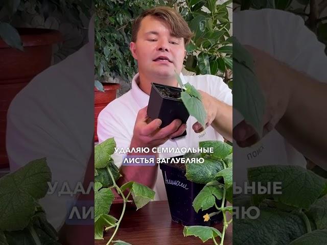 Формирование огурцов на подоконнике. Выращивание огурцов на подоконнике.