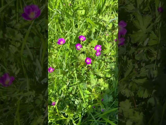 Native Wildflower: Red Maids #californianativeplants #springblooms