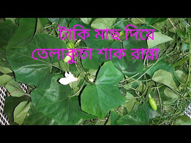 টাকি  মাছ দিয়ে তেলাকুচার পাতা রান্না || Easily Telakucha Shak Cooking.