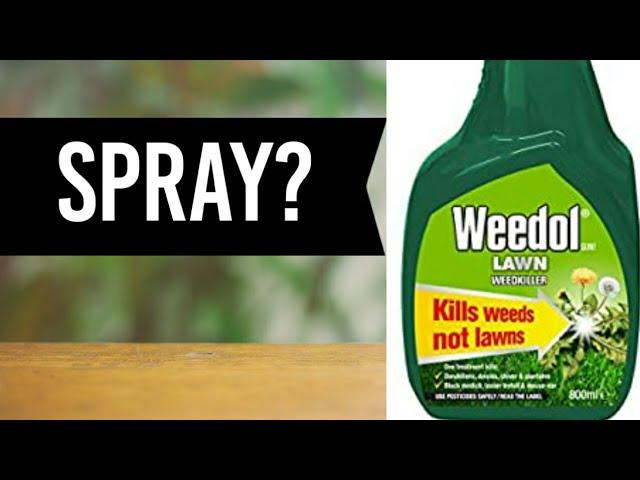 Get Rid of Weed Grass & Meadow Grass - 4 Week Lawn Challenge